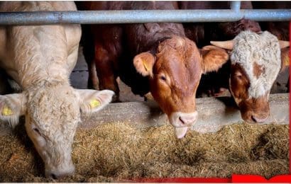 B IoT Wujudkan Solusi Pengelolaan Limbah Ternak dengan Biogas Berbasis Internet of Things  