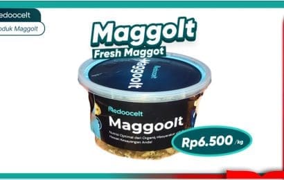 Gebrakan Redoocelt Budidaya Maggot Guna Pengolahan Sampah 
