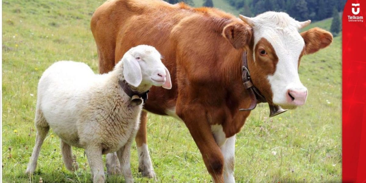 Tips Memilih Hewan Kurban Sesuai Syariat Islam