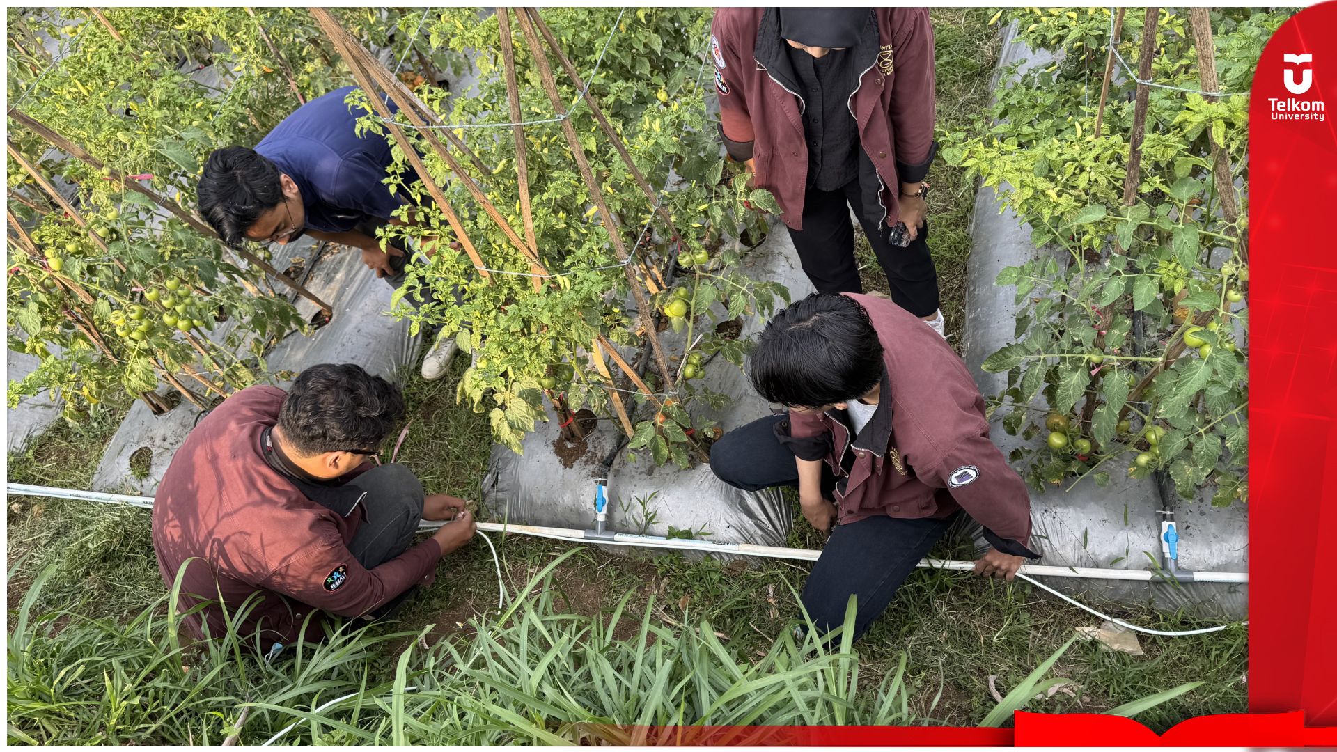 Sinergi Teknologi dan Petani: HMTI Telkom University Terapkan&hellip;
